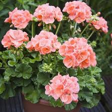 Check spelling or type a new query. Philippines Ready Stock 100pcs Seeds For Planting Multi Color Beautiful Geranium Flower Seeds Garden Flower Plant Seed Bonsai Tree Live Plants Flowering Plants Seeds Indoor Air Plants Live Plants Real Plants For