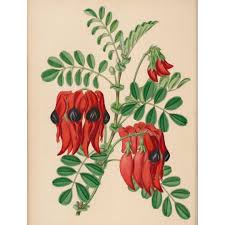 Image result for Eriolaena rulkensii