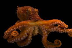 Related Image Giant Pacific Octopus Alaska Sealife Center Octopus