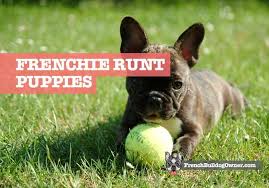 El runt es la plataforma que centraliza los datos de tránsito y transporte de colombia www.runt.com.co. French Bulldog Runt Of The Litter Puppy Guide For Buyers