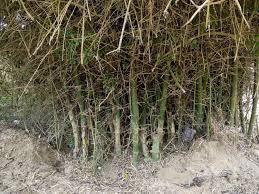 Image result for Bambusa