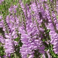 More images for fall obedient plant texas » Physostegia Virginiana Obedient Plant Wildflower Seed