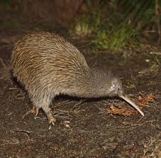 Glücklich plüsch konten kiwi schildkröte für verkauf puppe kiwi animal crossing glück riesen plüsch totoro figuren tiere kiwi. Neuseeland Auf Der Insel Der Kleinsten Pinguine Der Welt Welt