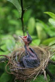 Birds With Their Nests Pictures Beautiful Birds With Their Nests 10 Photos In 2020 Beautiful Birds Pet Birds Wild Birds