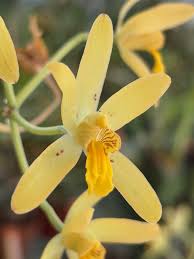 Image result for Zeuxine africana