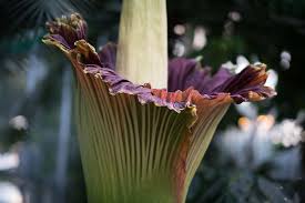 Just last week, a corpse flower at the new york botanical garden began blooming, and another at the us. 10 Stinky Facts About Corpse Flowers Mental Floss