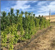 Many are on dwarfing tree rootstocks, making harvest surprisingly convenient and more enjoyable. Fall Fertilizer For Fruit Trees Fruit Trees