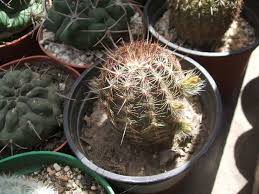 Las suculentas pueden tener manchas marrones, hojas marrones, negras, quemadas o muertas por 6 razones. Enfermedades De Los Cactus Ii Jardineria On