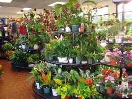 Find fresh wholesale flowers, including roses, hydrangeas, orchids , mini callas and more wedding flowers with free shipping everyday! Greenstreet Gardens Alexandria Va Perennial Shrubs Cool Plants Deer Garden