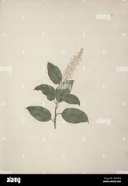 Image result for Phytolacca dodecandra