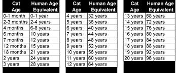 Q How Long Do Cats Live Tailored Cat Services