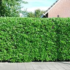 Kirschlorbeerhecke Im Garten Eine Gute Idee Lorbeer Hecke Kirschlorbeer Kirschlorbeer Hecke