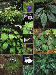 Image result for Gesneriaceae