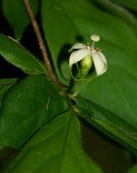 Image result for Rytigynia macrura