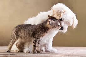 Check spelling or type a new query. Veterinarian In Bryn Mawr Pa Pets First Veterinary Center