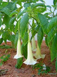 This Is The Angels Trumpets Page Of Our A To Z Garden Guide How To Care For Them Landscaping With Them And Cooking And Healing With Them