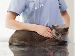 Wann eine kastration ihrer katze sinnvoll wäre, sollten sie am besten rechtzeitig mit ihrem tierarzt besprechen. Wie Teuer Ist Es Eine Katze Zu Kastrieren Kosten Beim Tierarzt