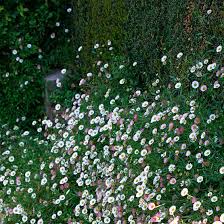 Image result for Erigeron karvinskianus