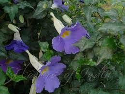 Image result for Thunbergia erecta