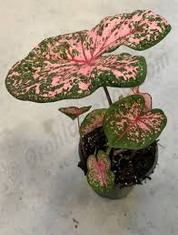 Caladium Pink Beauty Orchideeen Huisplanten Bloemplanten