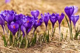 It covers over 70% of the planet, with marine plants supplying up to 80% of our oxygen,. Which Spring Flower Are You Quiz Quizony Com