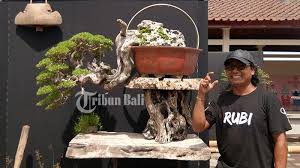 Jenis Bonsai Santigi Ditaksir Laku Hingga Rp 300 Juta Apa Keistimewaannya Tribun Bali