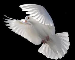 Funeral Doves Wedding Dove Releases White Dove Releases White Wedding And Funeral Doves Long Island Ny Bird Dove Flying Wedding Doves