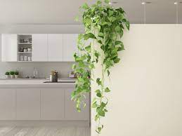 What do plants have vines? Indoor Climbing Plants How To Grow Climbing Houseplants