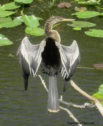 Animals Along The Anhinga Trail At The Everglades National Park Everglades National Park Florida Everglades National Park Everglades