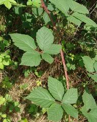 Image result for Rubus chapmanianus