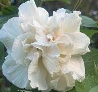 Confederate Rose (Hibiscus mutabilis) updated: As the ...