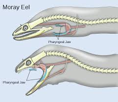 The Moray Eel Has A Pharyngeal Jaw Which They Use To Grab Their Pray And Pull It Into Their Stomachs Because Their Mouths Are T Moray Eel Animal Facts Animals