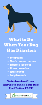 What To Do When Your Dog Has Diarrhea Advice From A Vet Natural Pets Hq Dog Has Diarrhea Dog Diarrhea Remedy Diarrhea Remedies