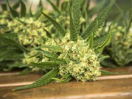 Januar 19th, 2020 admin wurzelgemüse 0 comments. Die Beste Zeit Fur Den Cannabis Anbau Weedseedshop