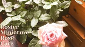 I got another one for a gift. Www Mercadocapital Rosier Miniature Rose Care Indoors Growing Miniature Roses Indoors My Secret Tips
