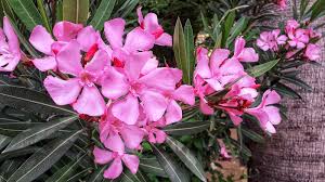 Image result for Sphaeropsis tumefaciens oleander symptoms