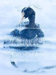 Bildergebnis für Lim Soosik