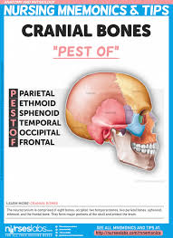Anatomy And Physiology Nursing Mnemonics Tips Nursing Mnemonics Anatomy And Physiology Physiology