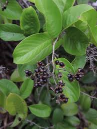 Image result for Tetracera