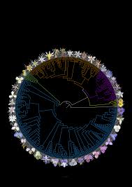 Image result for Aneilema leiocaule