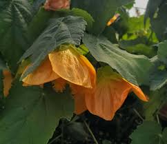 Image result for Abutilon sp.no.2