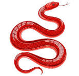 Shiny Red Serpent Coiled In A Striking Pose, Red, Serpent ...