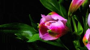 Not all plants have blooms depends on their reproductive. Stunning Timelapse Featuring Blooming Flowers Flowers Beautiful Flowers Blooming Flowers