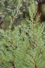 Image result for Cupressus macrocarpa
