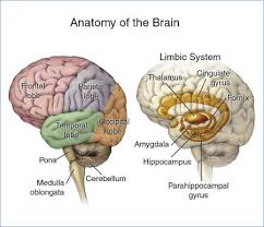 Image result for Frontal Lobe