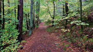 We did not find results for: Fotowanderung Massendorfer Schlucht Im Frankenland Youtube