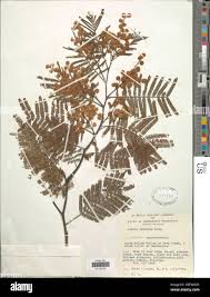 Image result for Acacia decurrens