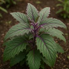 Image result for Gynura pseudochina