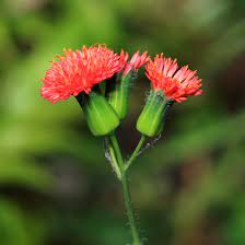 They are very adaptable and can be found in sunny or shady areas and are commonly found. Emilia Fosbergii Florida Tasselflower Flora S Paintbrush Hawaiian Plants And Tropical Flowers
