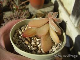 実験室 多肉植物の耐寒性 2020年 こま吉っちゃんのひ孫 こま吉っちゃんのひ孫